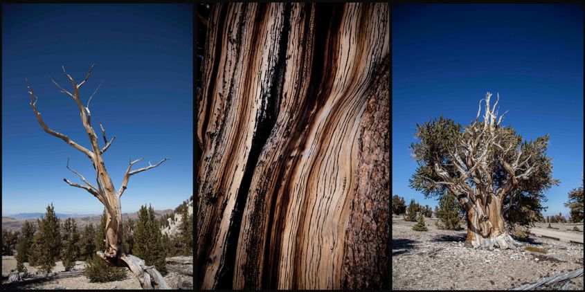 Jim Moorehead: Bristlecone Triptych